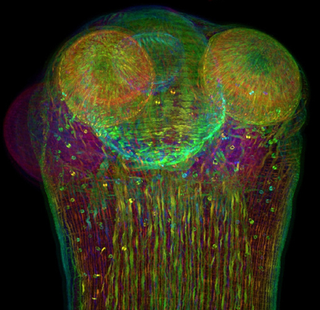 Illustration for article titled Parasites, deadly bugs and fungi are more beautiful than you could possibly imagine